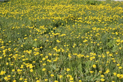 Scenic view of oilseed rape field