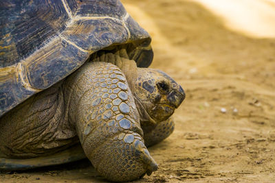 Close-up of a turtle on sand