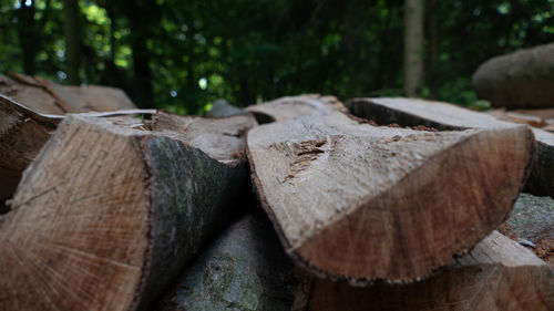 Close-up of logs against trees in forest