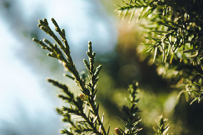 Low angle view of plant