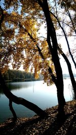 Reflection of trees in lake