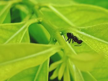 Close-up of fly on leaf