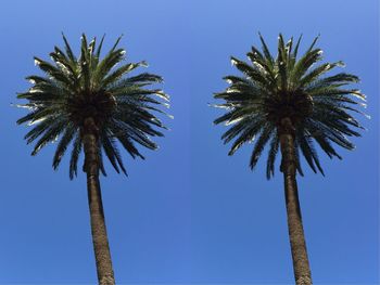 Low angle view of palm trees against blue sky