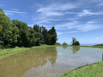 Trees on field against sky