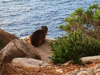 Side view of sheep on rock by sea