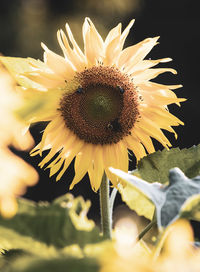 Close-up of a sunflower