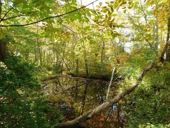 Low angle view of trees in forest