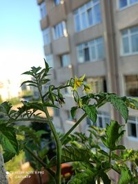 Low angle view of plant against building