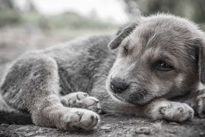 Close-up of dog relaxing outdoors