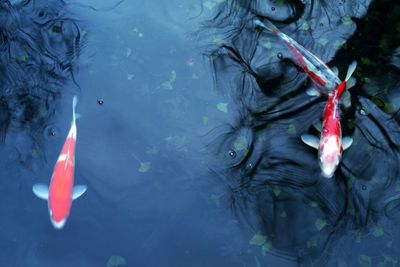 High angle view of koi fish in sea
