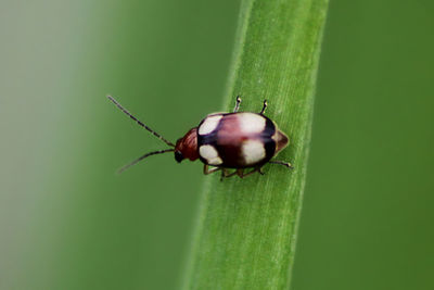 Close-up of insect on leaf