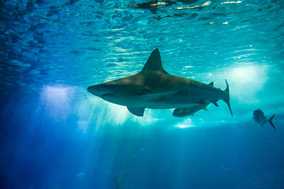 Fish swimming in sea