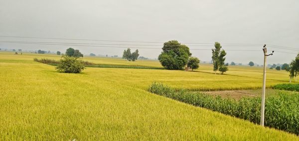 High angle view of crops growing on farm