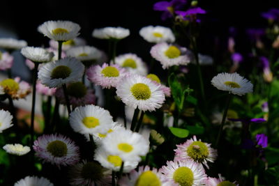 Close-up of purple daisy flowers