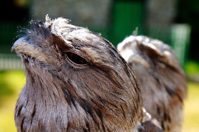 Close-up of frogmouth