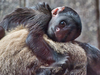 Close-up of gorilla