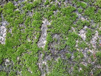 Full frame shot of moss growing on tree trunk