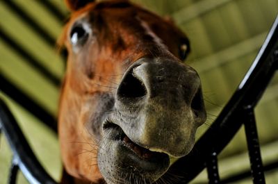 Close-up of horse