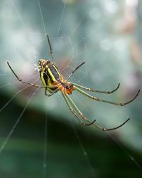 Close-up of spider on web