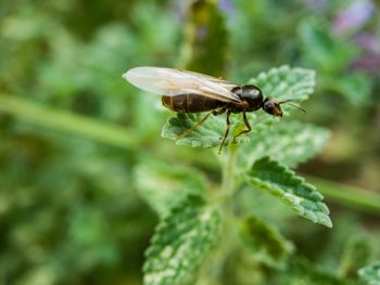 Close-up of insect on plant