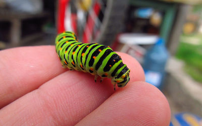 Close-up of hand holding insect