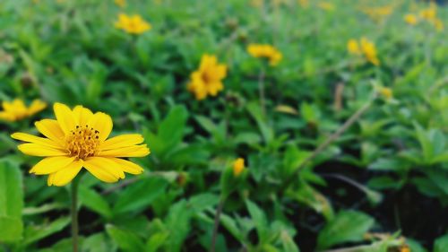 Close-up of yellow flower blooming in field