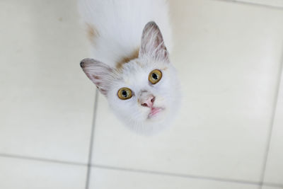 High angle portrait of a cat