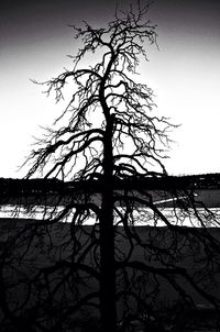 Low angle view of bare trees against sky