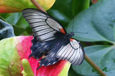 Close-up of butterfly pollinating on flower