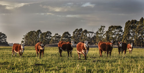 Cows on field against sky