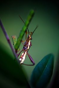 Close-up of damselfly on leaf