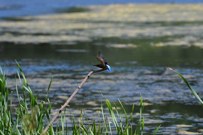 Bird flying over lake