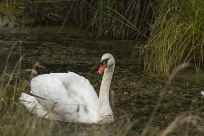 Swans on field