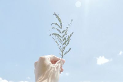 Cropped hand holding twig against sky