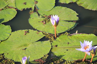 Lotus water lily in pond