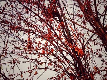 Low angle view of flowering tree against sky