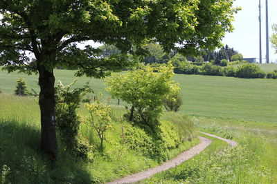 Scenic view of trees on field against sky