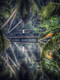 Reflection of palm trees in water