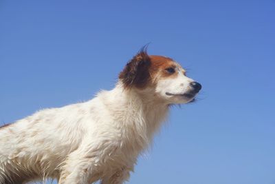 Low angle view of horses against clear blue sky