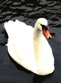 Close-up of swan in lake
