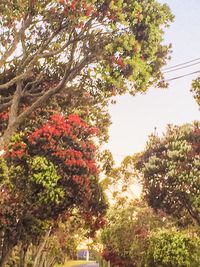 Low angle view of trees against sky