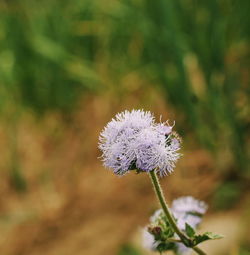 Close-up of purple flowering plant