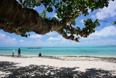 Low angle view of tree at beach against sky