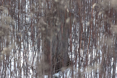 Full frame shot of bare trees in winter