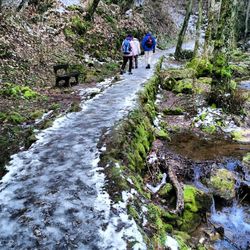 Stream flowing through rocks in forest