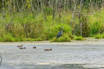 Birds swimming in lake