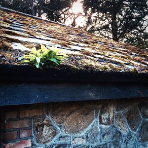 Plants growing on brick wall