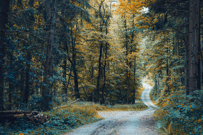 Forest walk in hochsauerlandkreis germany