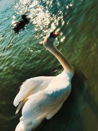 High angle view of swan swimming in lake