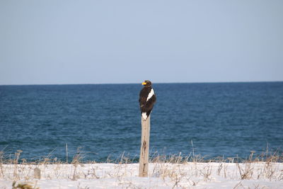 View of bird on beach against clear sky